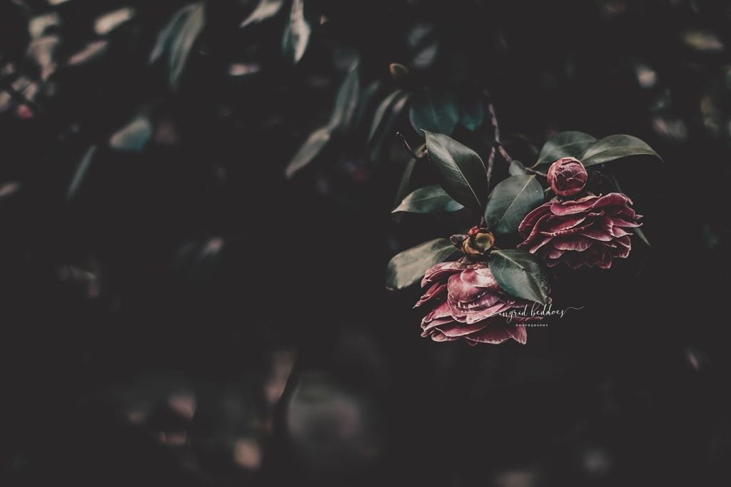 ark moody camellia flowers with rich textures and deep green leaves against a blurred background, creating a dramatic floral fine art aesthetic.