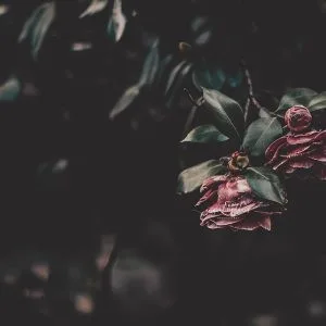 ark moody camellia flowers with rich textures and deep green leaves against a blurred background, creating a dramatic floral fine art aesthetic.