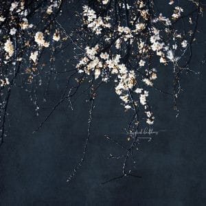 Elegant cherry blossom branches with delicate white flowers against a deep moody background, creating a dramatic and serene floral fine art aesthetic.