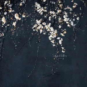 Elegant cherry blossom branches with delicate white flowers against a deep moody background, creating a dramatic and serene floral fine art aesthetic.