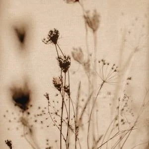 Soft-focus dried flowers casting delicate shadows on a warm beige background, creating a dreamy and nature-inspired fine art aesthetic.