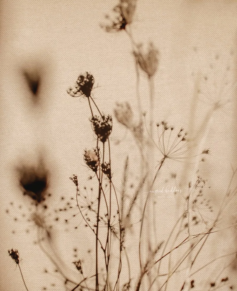 Soft-focus dried flowers casting delicate shadows on a warm beige background, creating a dreamy and nature-inspired fine art aesthetic.
