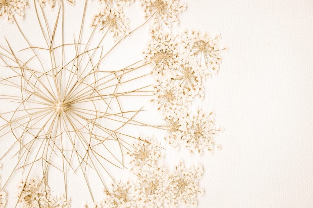 Queen Anne’s Lace Dried Flower Fine Art Print