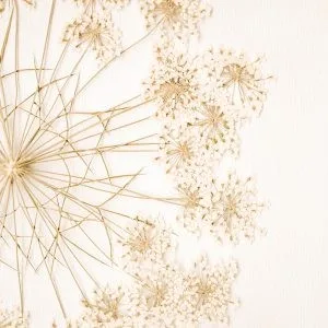 Queen Anne’s Lace Dried Flower Fine Art Print