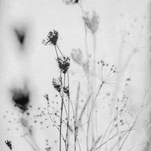 Black and white photograph of dried wildflowers casting shadows on a neutral background