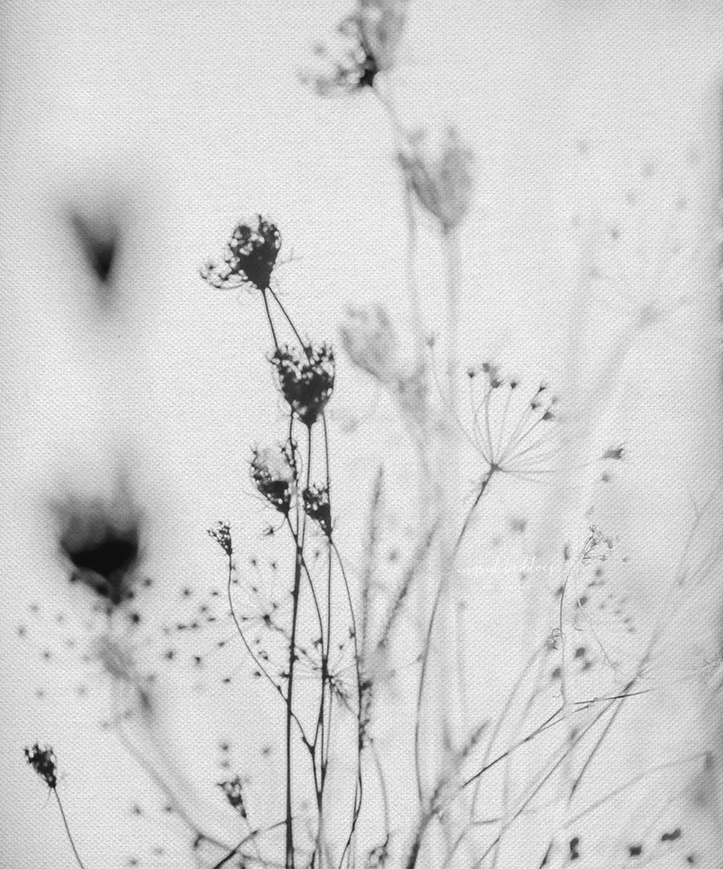 Black and white photograph of dried wildflowers casting shadows on a neutral background