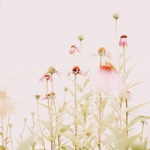 Soft pink echinacea flowers in a sunlit garden with minimal background