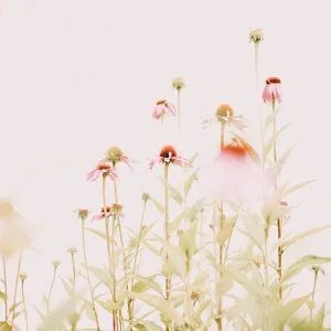 Soft pink echinacea flowers in a sunlit garden with minimal background