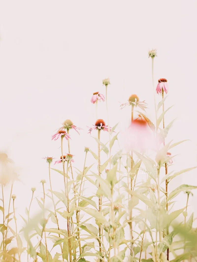 Soft pink echinacea flowers in a sunlit garden with minimal background
