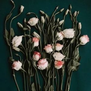 Flatlay photograph of dried roses arranged on a dark green background