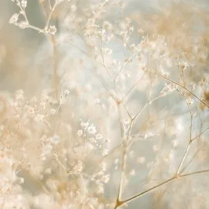 Close-up photograph of soft, beige gypsophila flowers in dreamy light