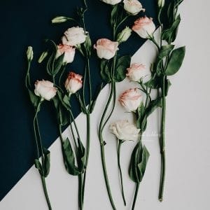 Flatlay of pink and white lisianthus flowers arranged over a two-tone background