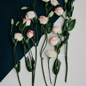 Flatlay of pink and white lisianthus flowers arranged over a two-tone background