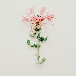 Minimalist photograph of a single pink milk thistle flower on white background