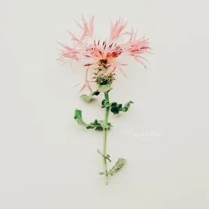 Minimalist photograph of a single pink milk thistle flower on white background