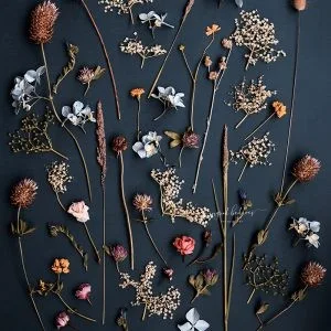 Flatlay of various dried wildflowers arranged on a dark background