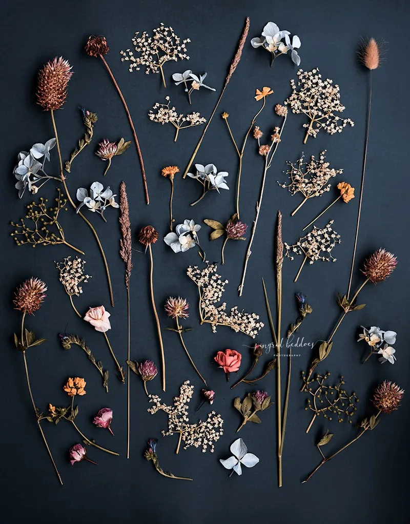 Flatlay of various dried wildflowers arranged on a dark background
