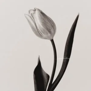 Monochrome close-up of a tulip on a white background