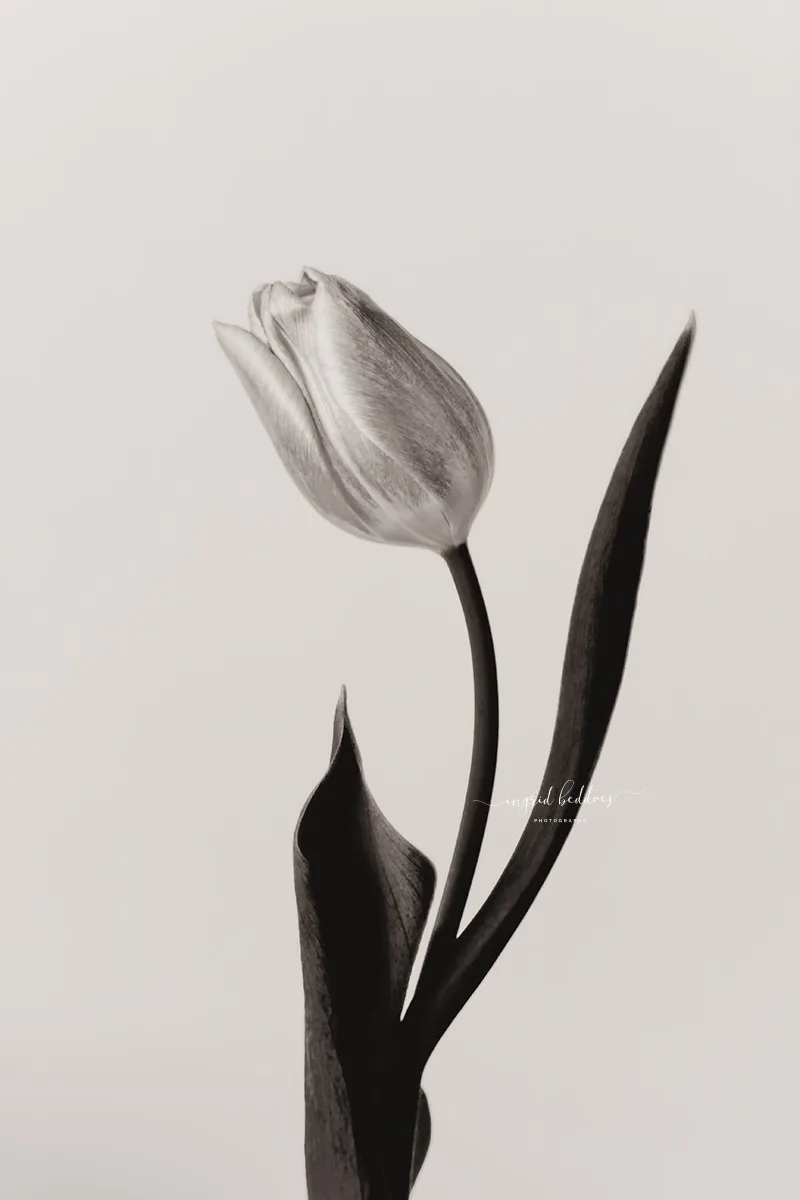 Monochrome close-up of a tulip on a white background