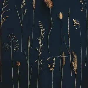 Flatlay of assorted wild grasses on a dark background