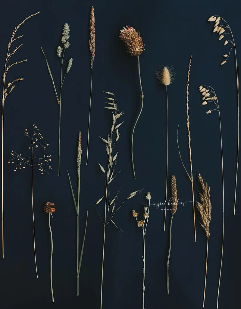 Flatlay of assorted wild grasses on a dark background