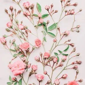 Flatlay of vibrant pink wild roses and buds on a light background