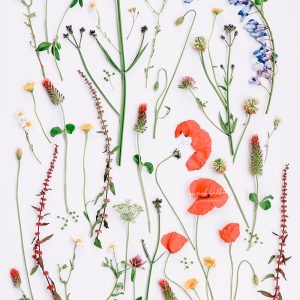 Botanical flatlay of assorted wildflowers and poppies on white background