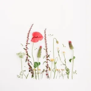 Minimalist flatlay of red poppy and wildflowers on a clean white background