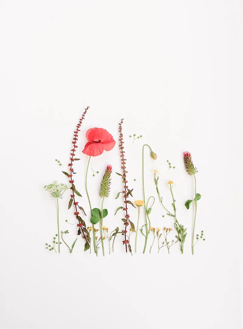 Minimalist flatlay of red poppy and wildflowers on a clean white background