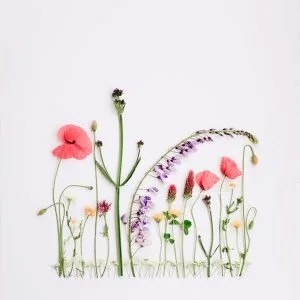 Flatlay of colorful wildflowers and poppies arranged on white background