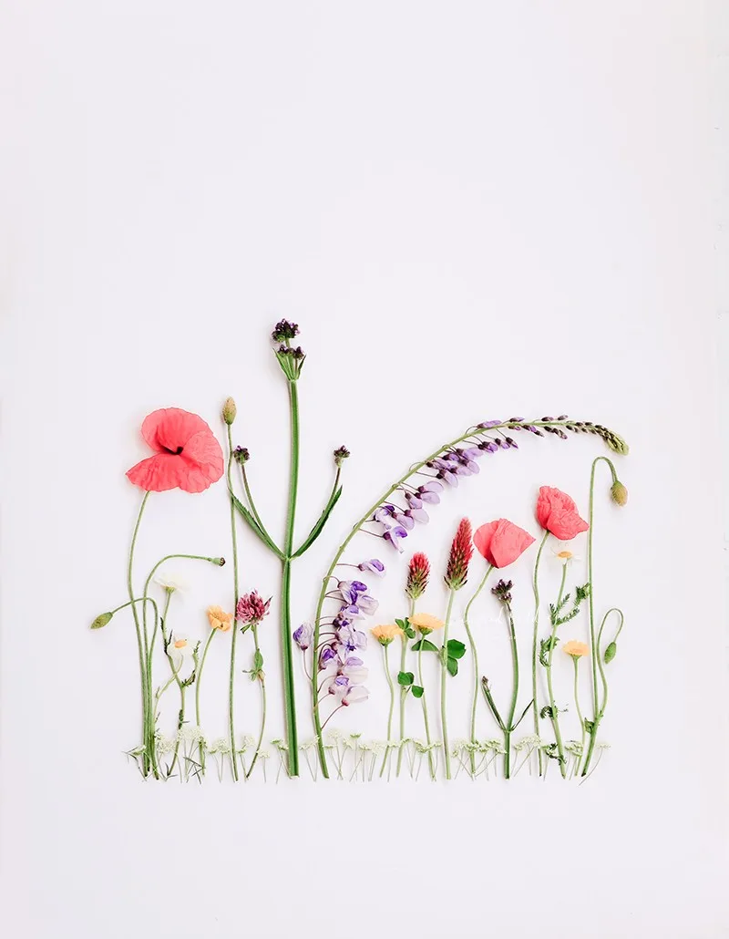 Flatlay of colorful wildflowers and poppies arranged on white background