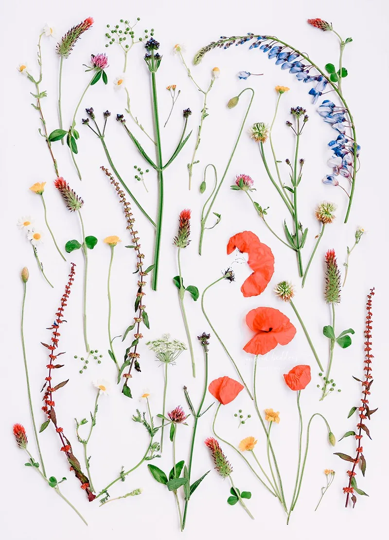 Botanical flatlay of assorted wildflowers and poppies on white background