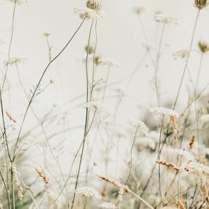Soft focus photograph of Queen Anne’s lace and wild grasses in a natural field