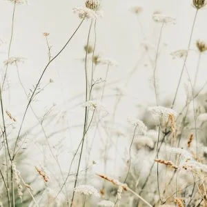 Soft focus photograph of Queen Anne’s lace and wild grasses in a natural field