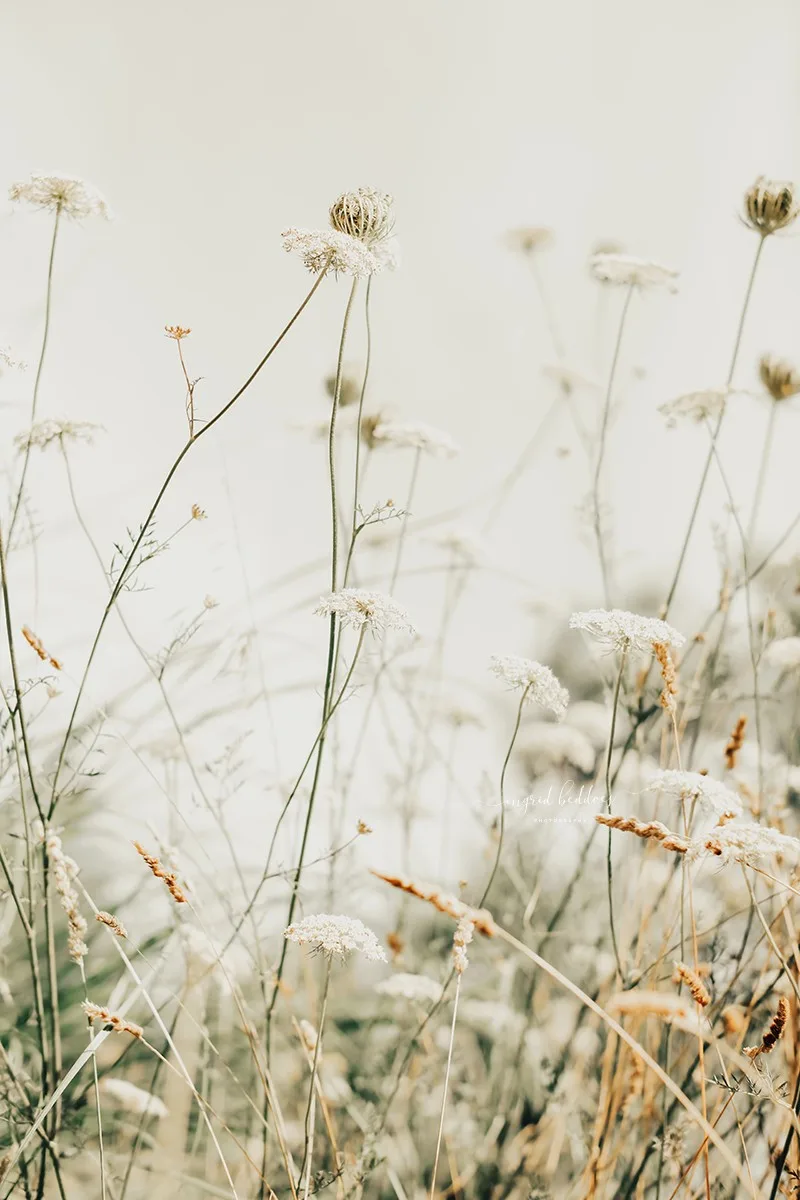 Soft focus photograph of Queen Anne’s lace and wild grasses in a natural field