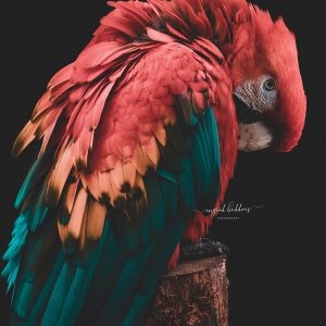 Close-up of a red and teal scarlet macaw resting on a tree stump, against a black background.