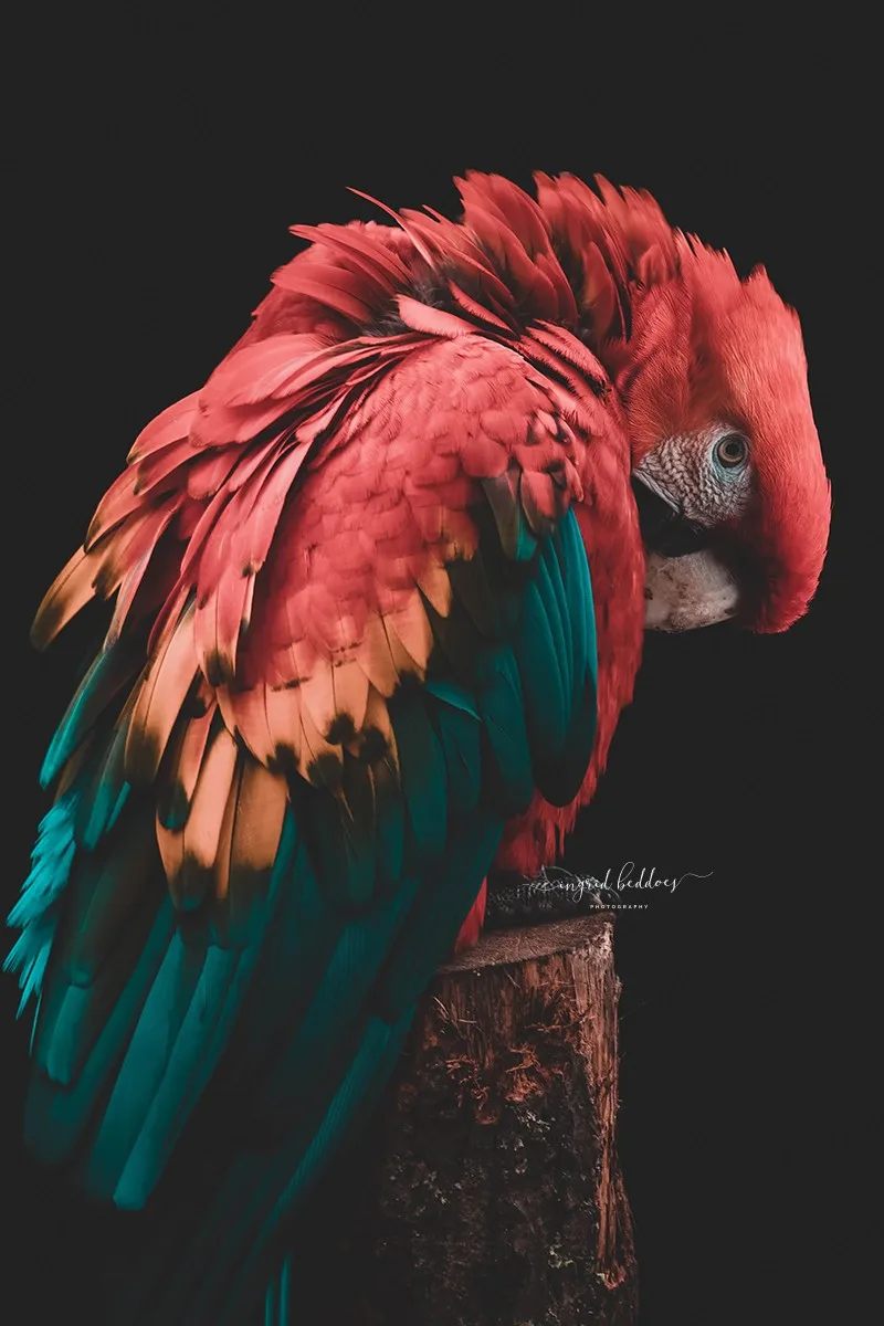 Close-up of a red and teal scarlet macaw resting on a tree stump, against a black background.