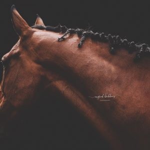 Side profile of a brown horse with braided mane, shot on a dark background.