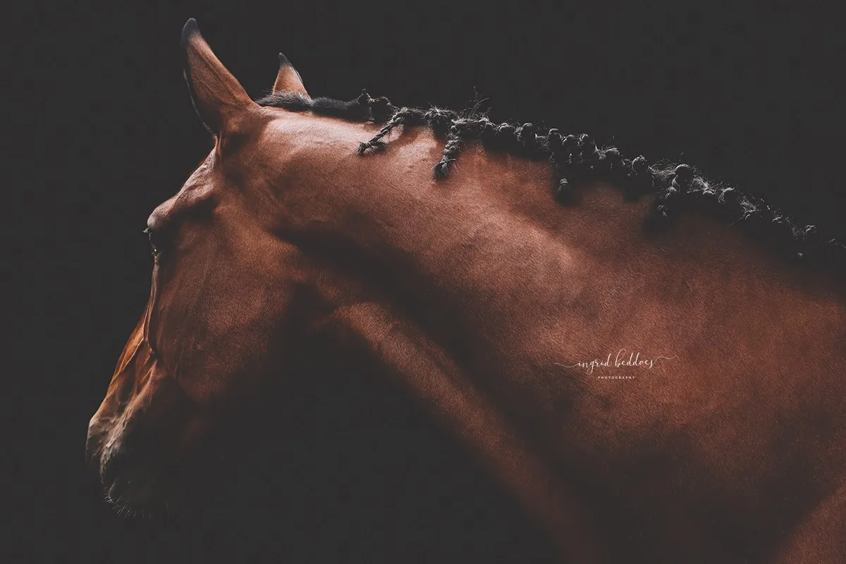 Side profile of a brown horse with braided mane, shot on a dark background.