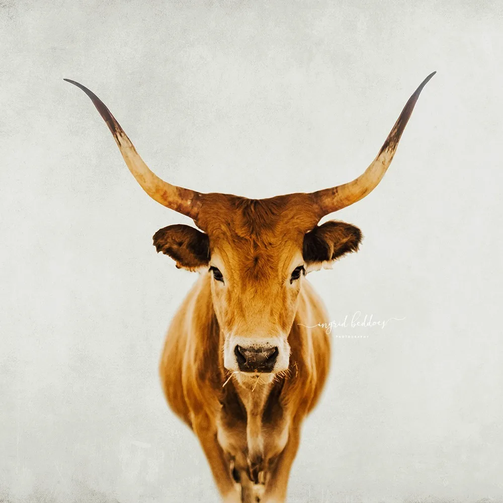 Portrait of a longhorn cow staring directly into the camera, set against a textured off-white background.