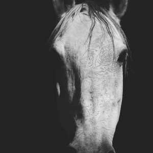 Black and white image of a horse’s face, adorned with faint floral etchings and dramatic lighting.