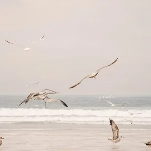 Seagulls flying and landing along the shoreline with ocean waves in the background.