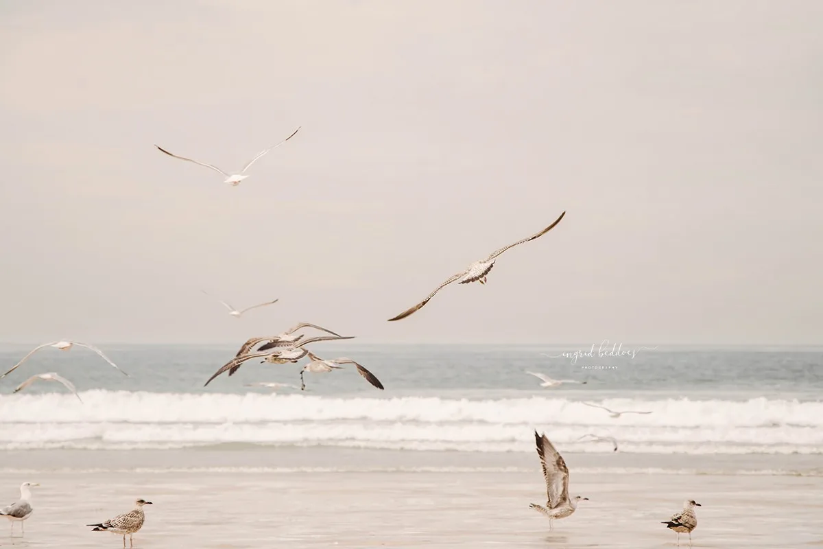 Seagulls flying and landing along the shoreline with ocean waves in the background.