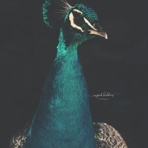 Portrait of a peacock with bright teal plumage, shot in dramatic light against a dark background.