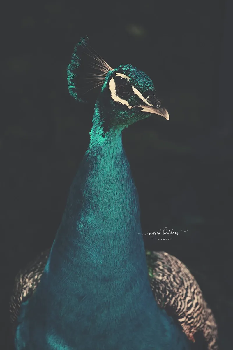 Portrait of a peacock with bright teal plumage, shot in dramatic light against a dark background.