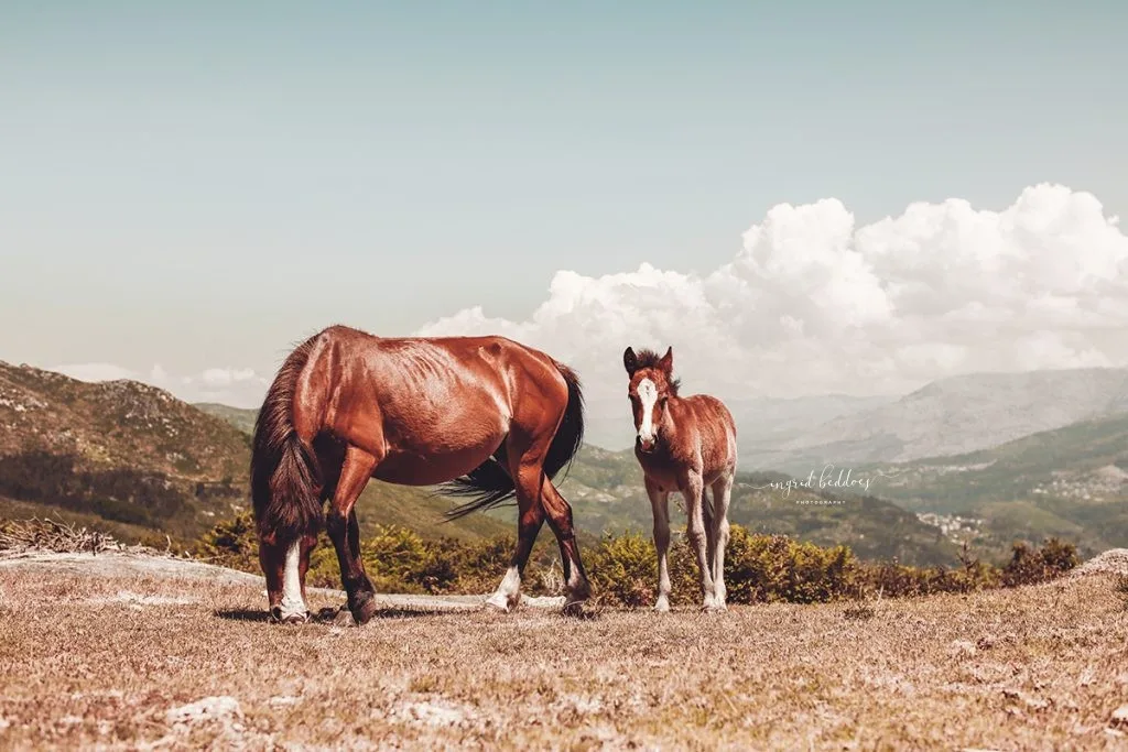 Two wild horses, one grazing and one foal, standing in a mountain meadow under a bright sky.