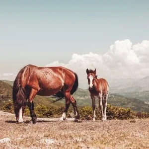 Two wild horses, one grazing and one foal, standing in a mountain meadow under a bright sky.